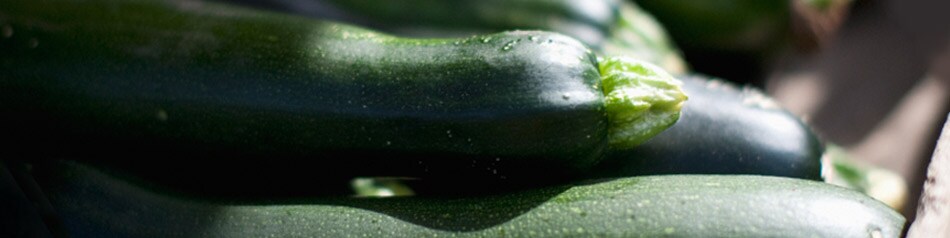 Zucchini kommen ursprünglich aus Nord- und Mittelamerika.