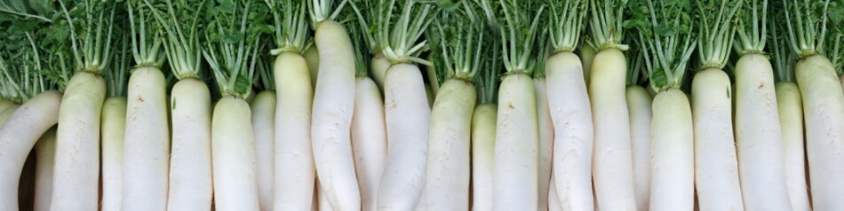 Regionales Obst und Gemüse bei EDEKA: Rettich Regionales Obst und Gemüse bei EDEKA: Rettich