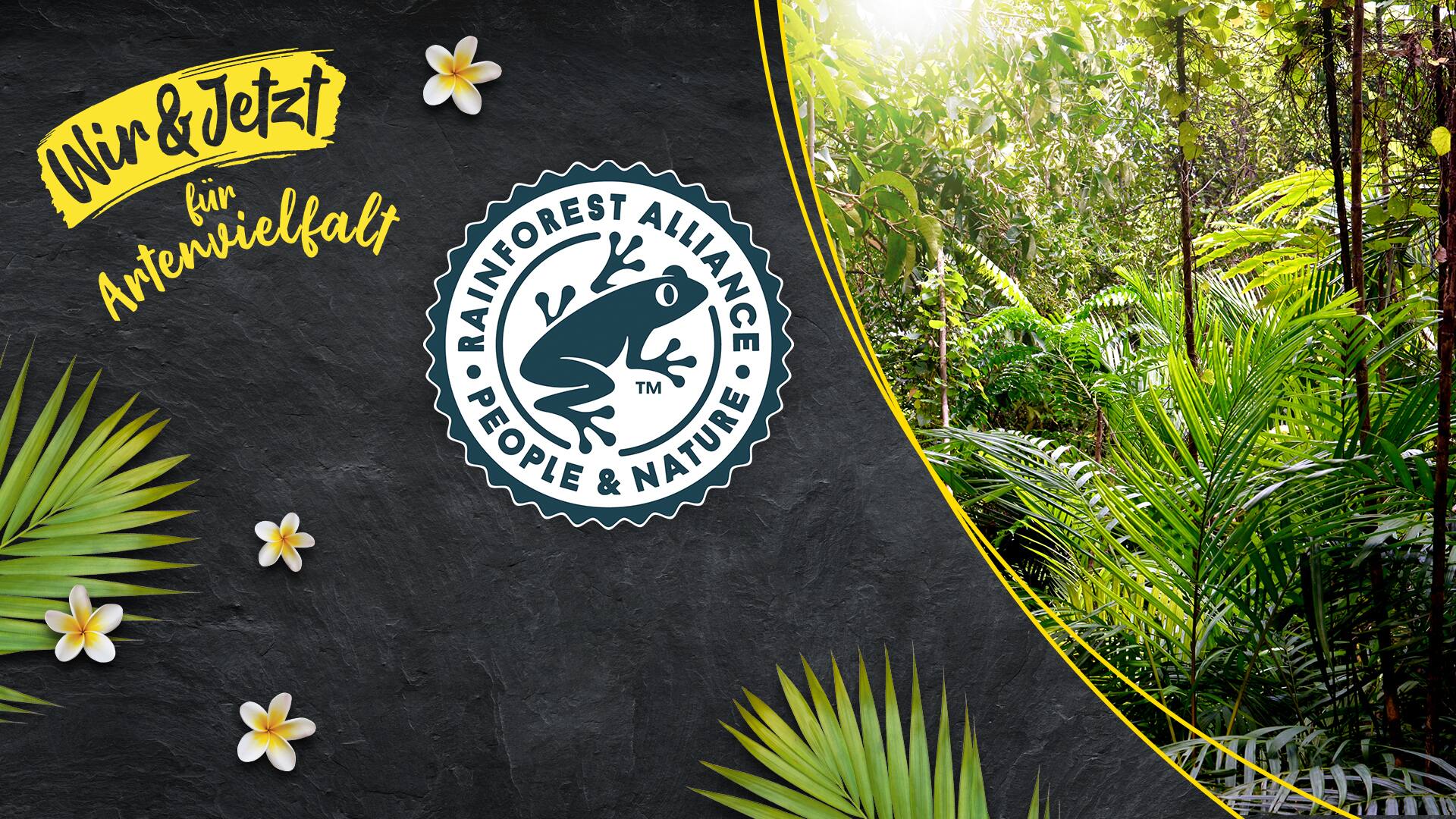 Rainforest Alliance NachhaltigkeitsSiegel mit Frosch EDEKA Rainforest Alliance NachhaltigkeitsSiegel mit Frosch EDEKA