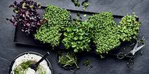 Gesunde Eigenschaften von Kresse