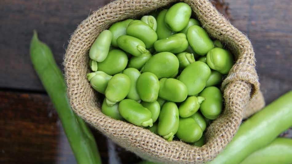 Wie Lange Müssen Frische Dicke Bohnen Kochen Dicke Bohnen | EDEKA
