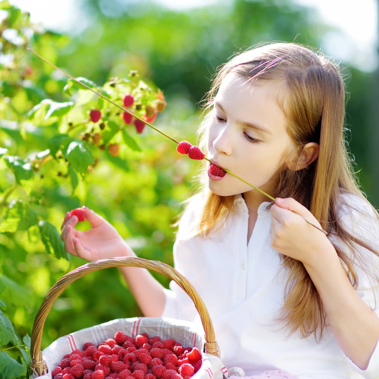 Himbeeren Gesund Und K stlich EDEKA himbeeren-gesund-und-k-stlich-edeka