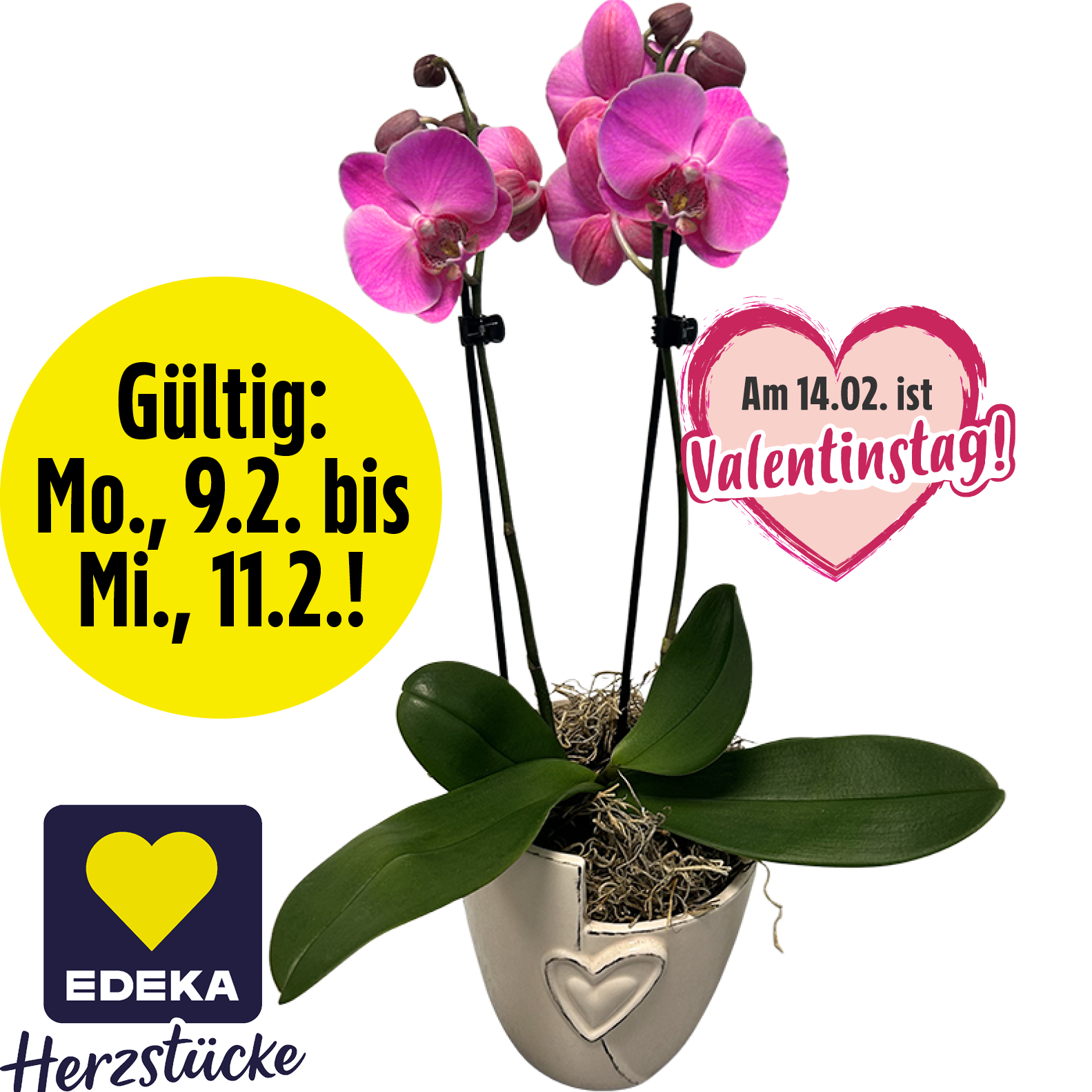 Orchidee „Phalaenopsis“****