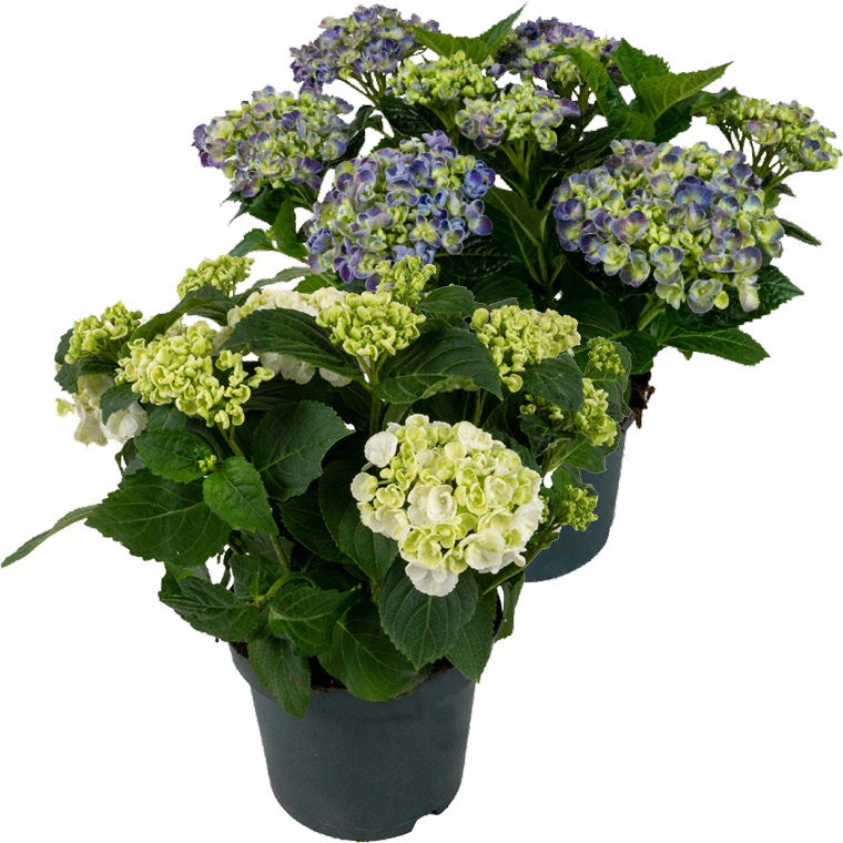 Hortensien