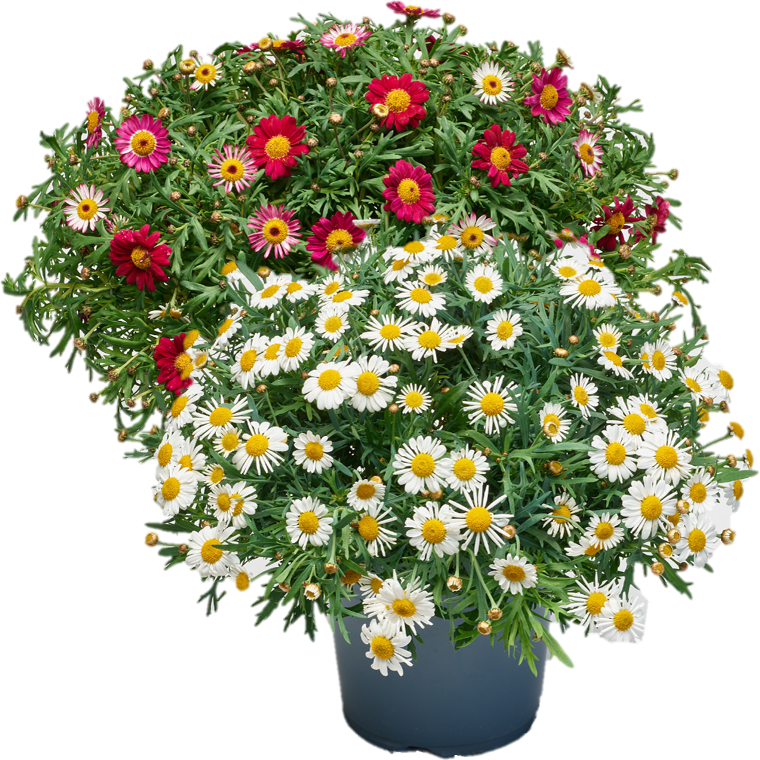 Margeriten Busch