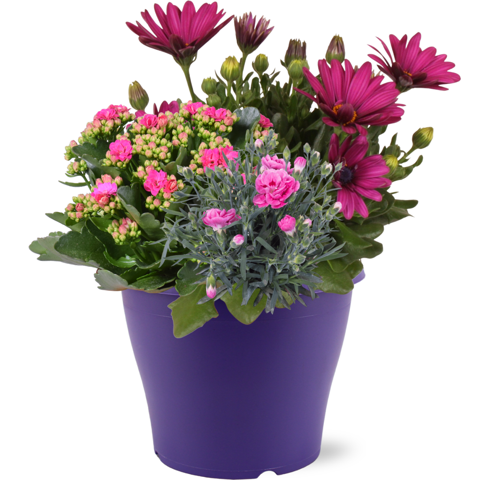 Bepflanzter Terrassentopf