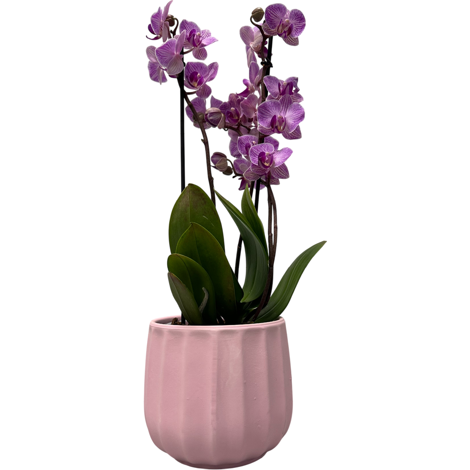 Orchidee Phalaenopsis****