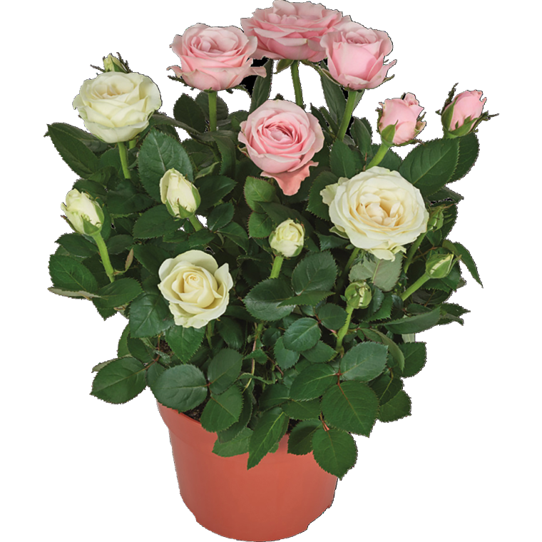 Rosen „Dolce Amore“