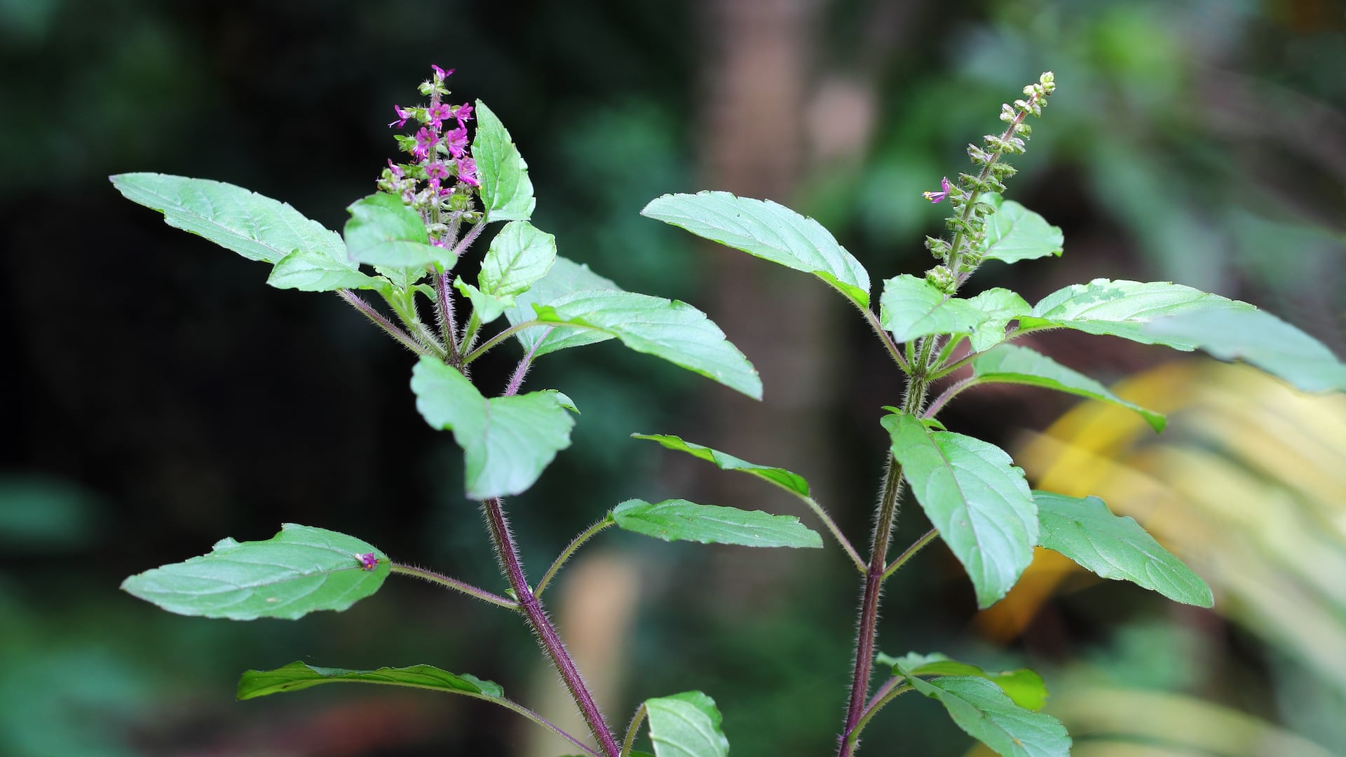 Zwei Knospen des Tulsi mit Blättern