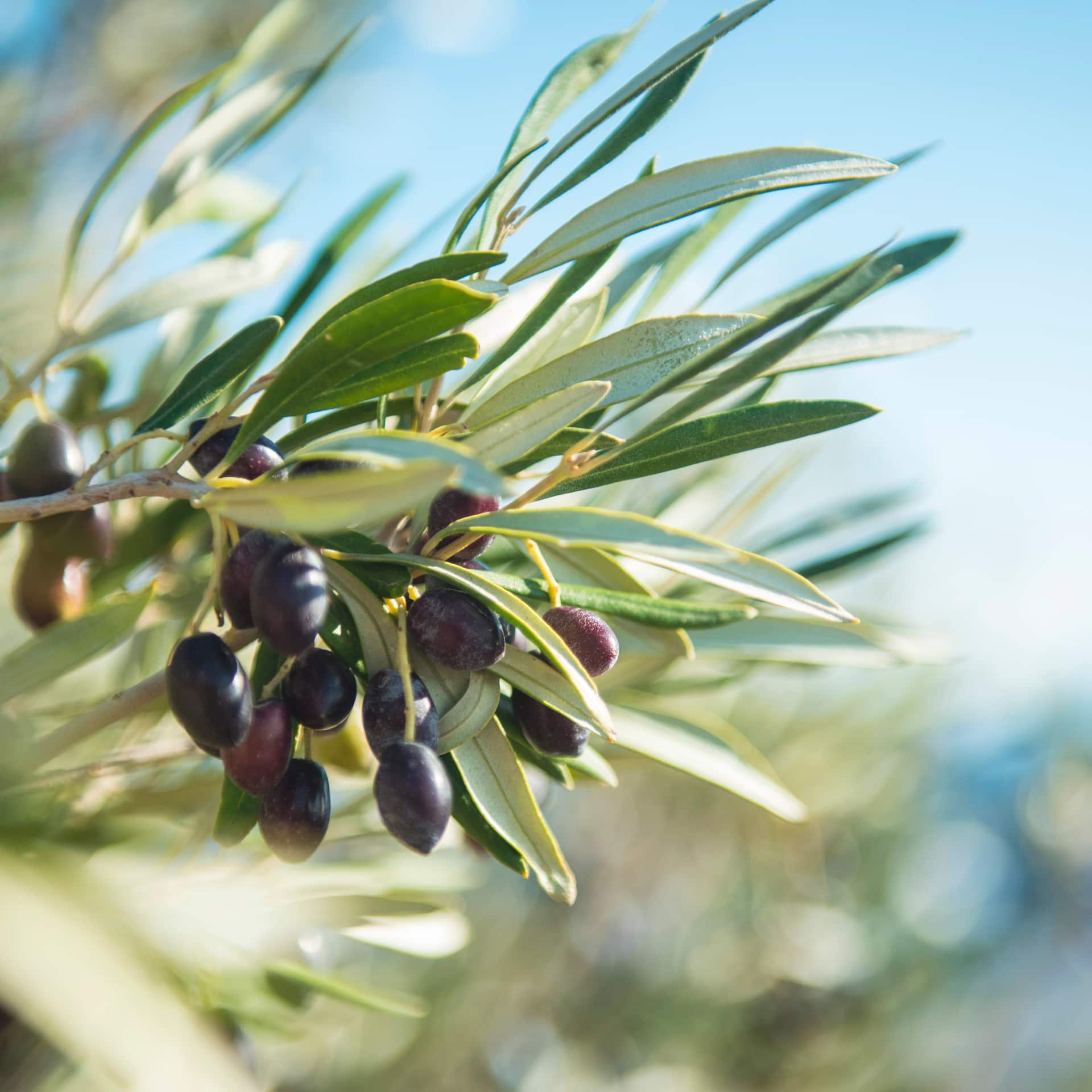 Olivenbaum Zweig mit Oliven und Himmel im Hintergrund