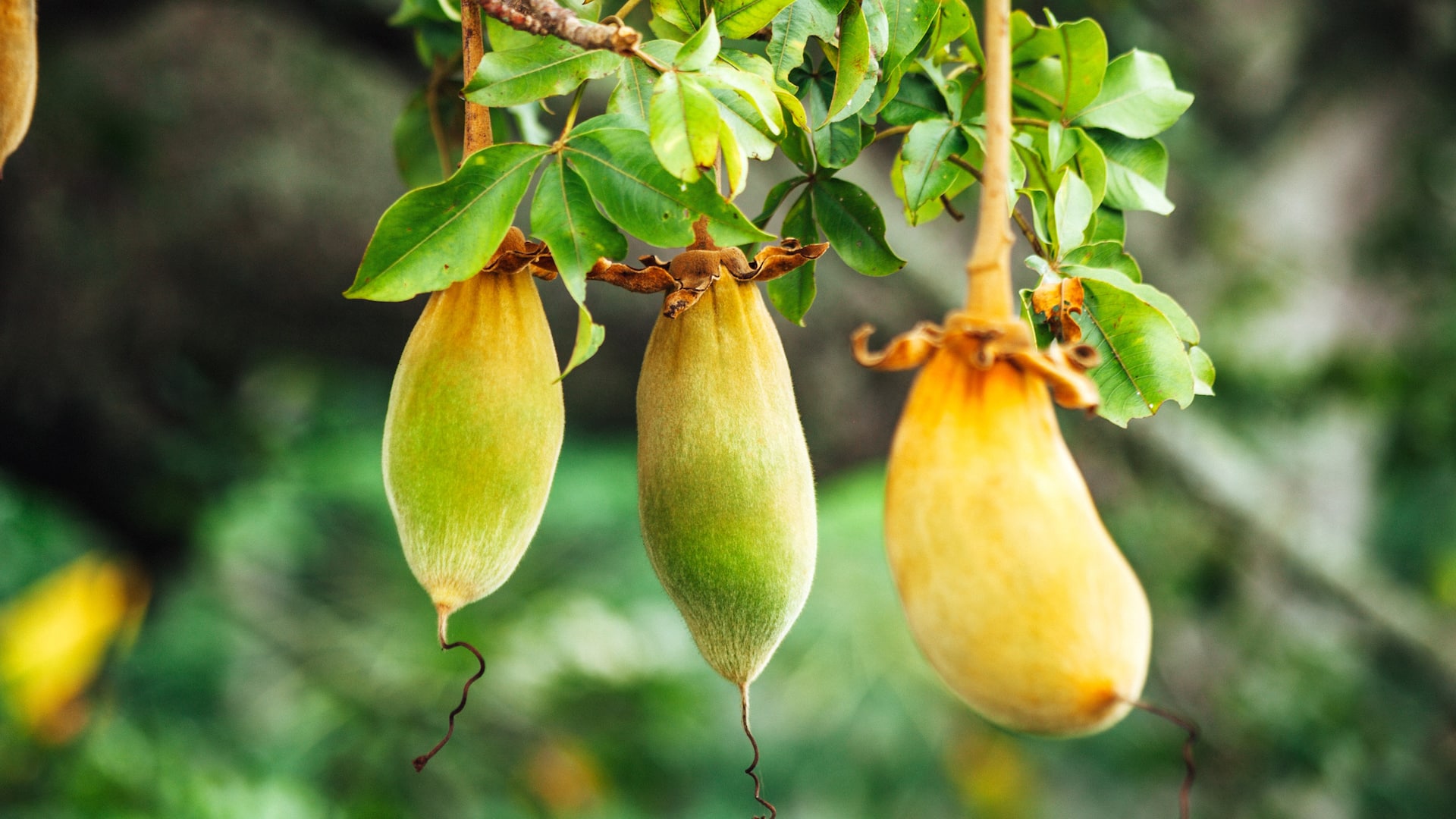 Baobab wachsen in der Natur am Baum