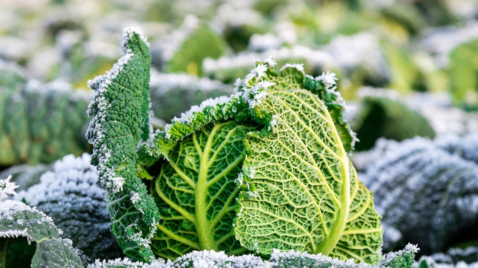 Pflanzen vor Frost schützen mit Hausmitteln EDEKA