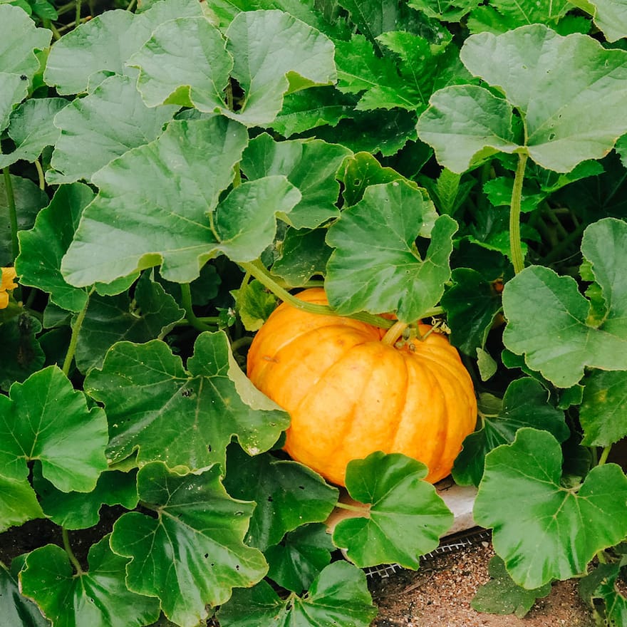 Hokkaido Kurbis Gute Nachbarn