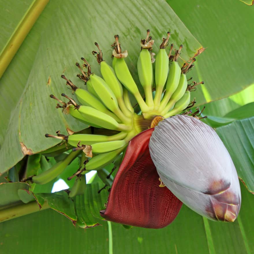 Bananenblüten Geschmack und Verwendung EDEKA