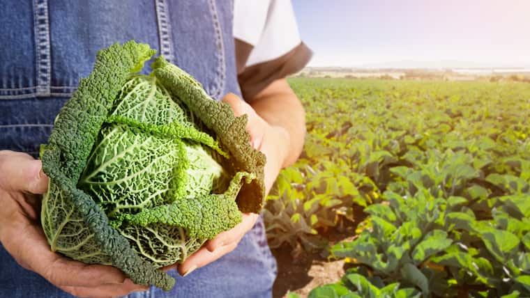 EDEKA Center Friedebold in Strausberg | Regionalität