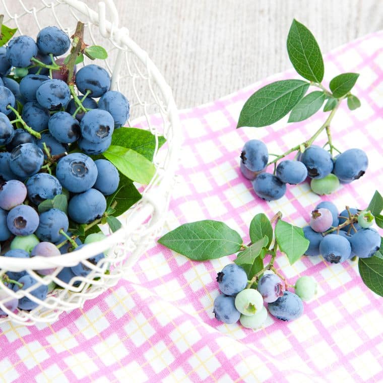 Heidelbeerhof Fölster