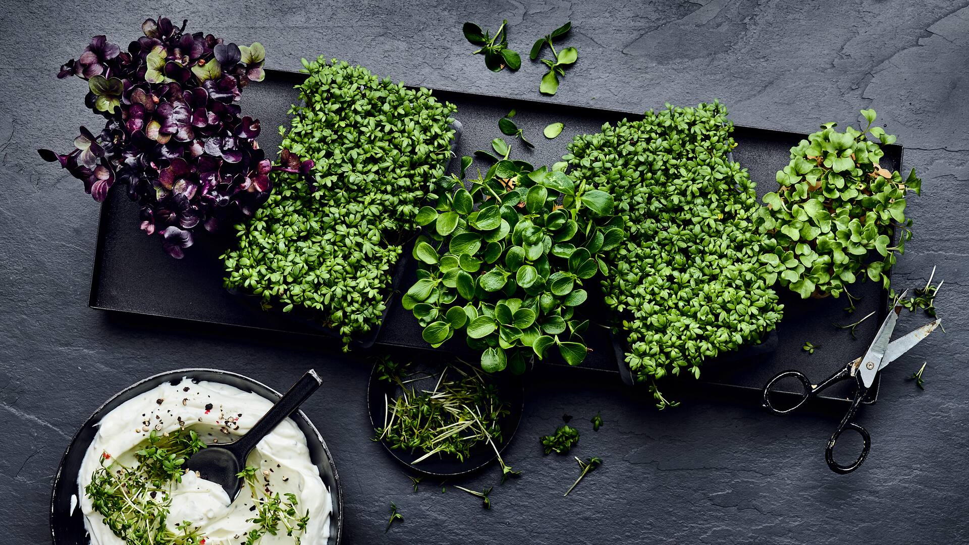 Gesunde Eigenschaften von Kresse