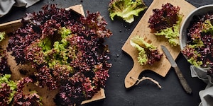 Lollo Rosso Saisonkalender