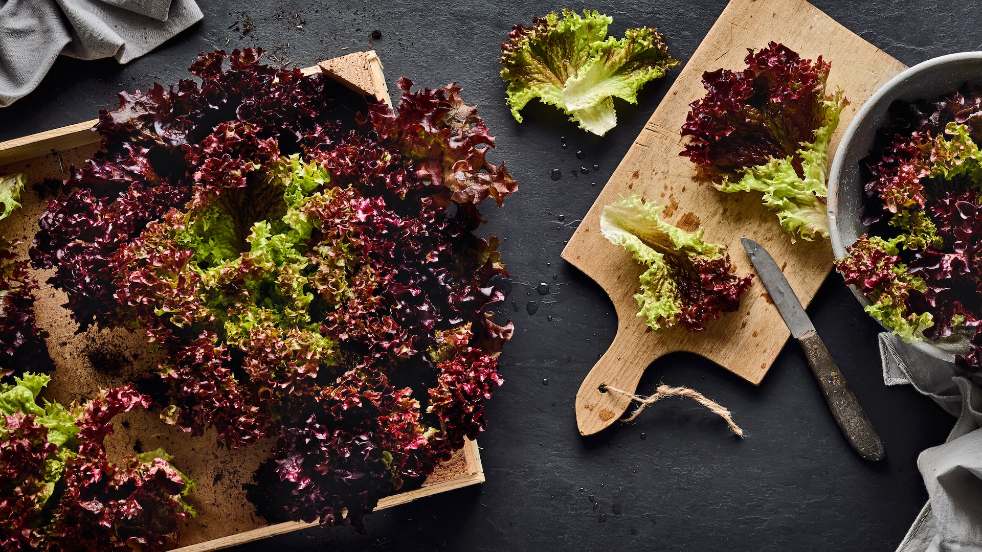 Lollo Rosso Saisonkalender