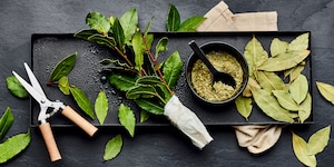 Verwendung Lorbeerblätter