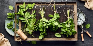 Frische Minze trocknen