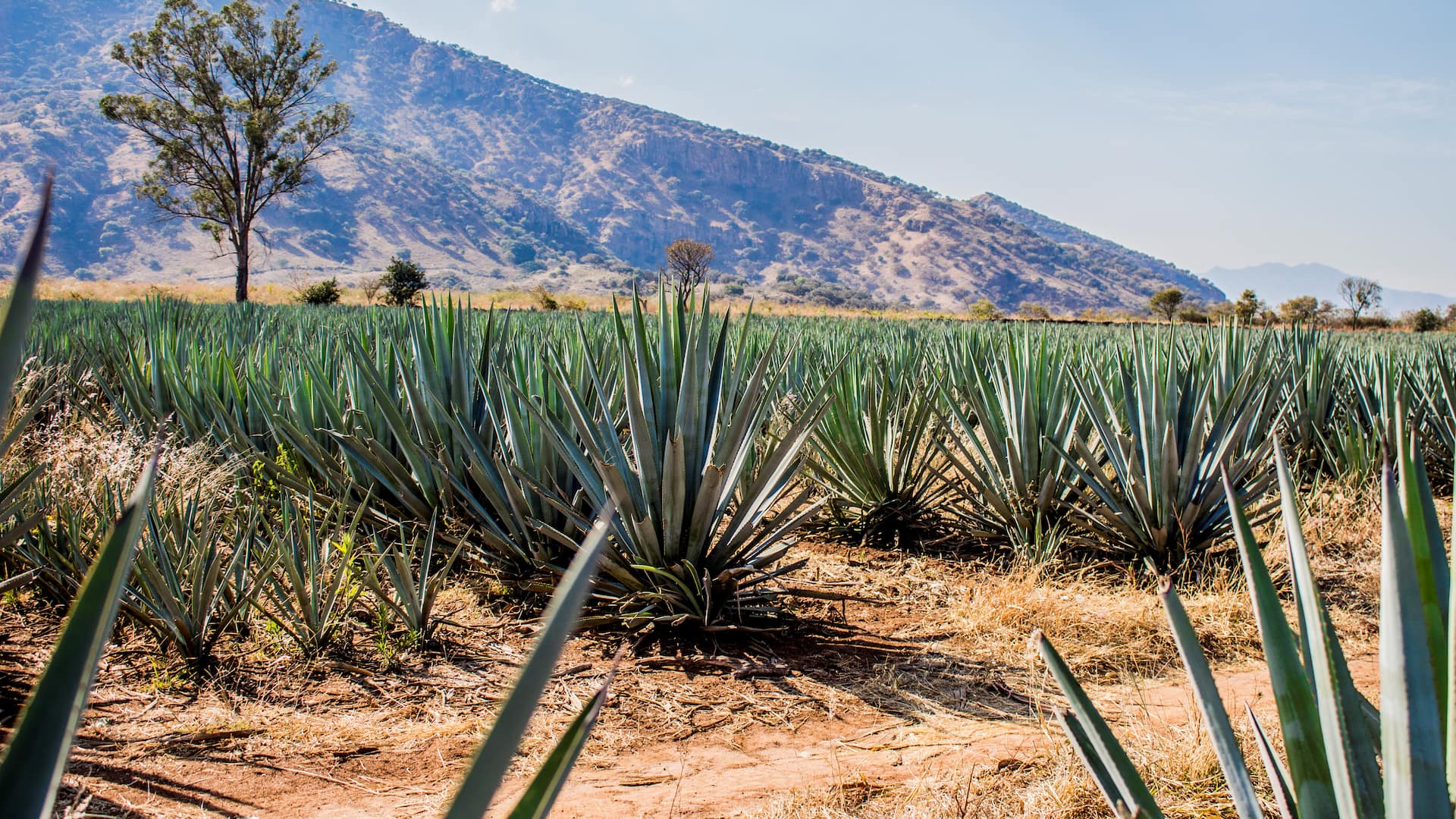 Plantage für Agavendicksaft vor Berg-Panorama, trockene Gegend