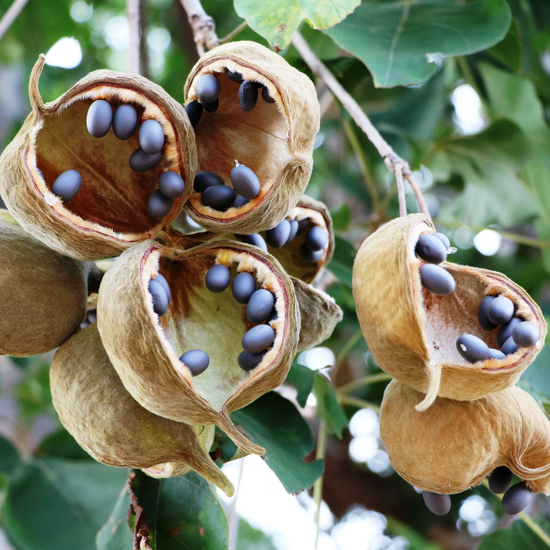 Hülse der Baobab Frucht mit Samen