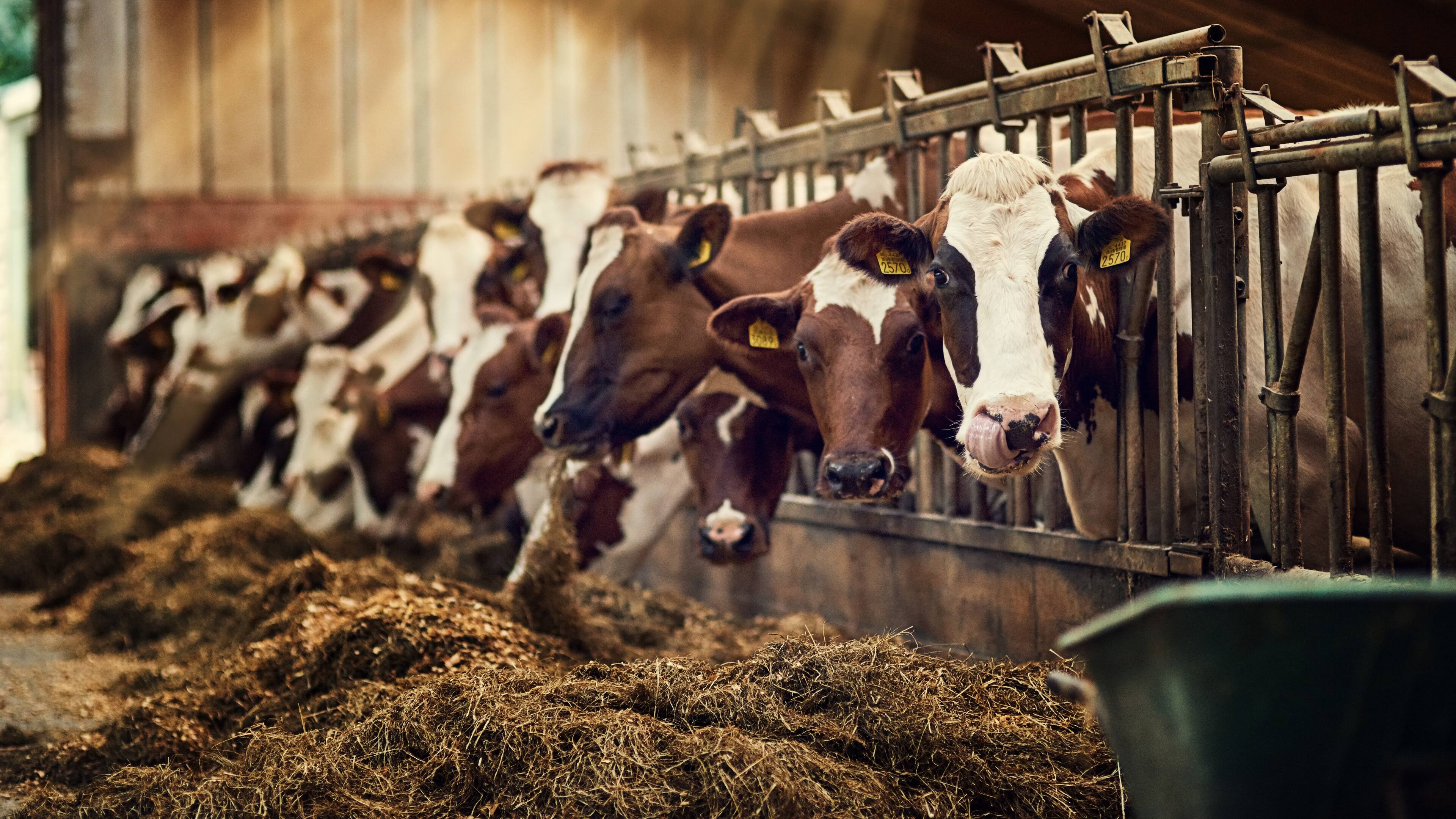 Kühe im Stall bei der Fütterung