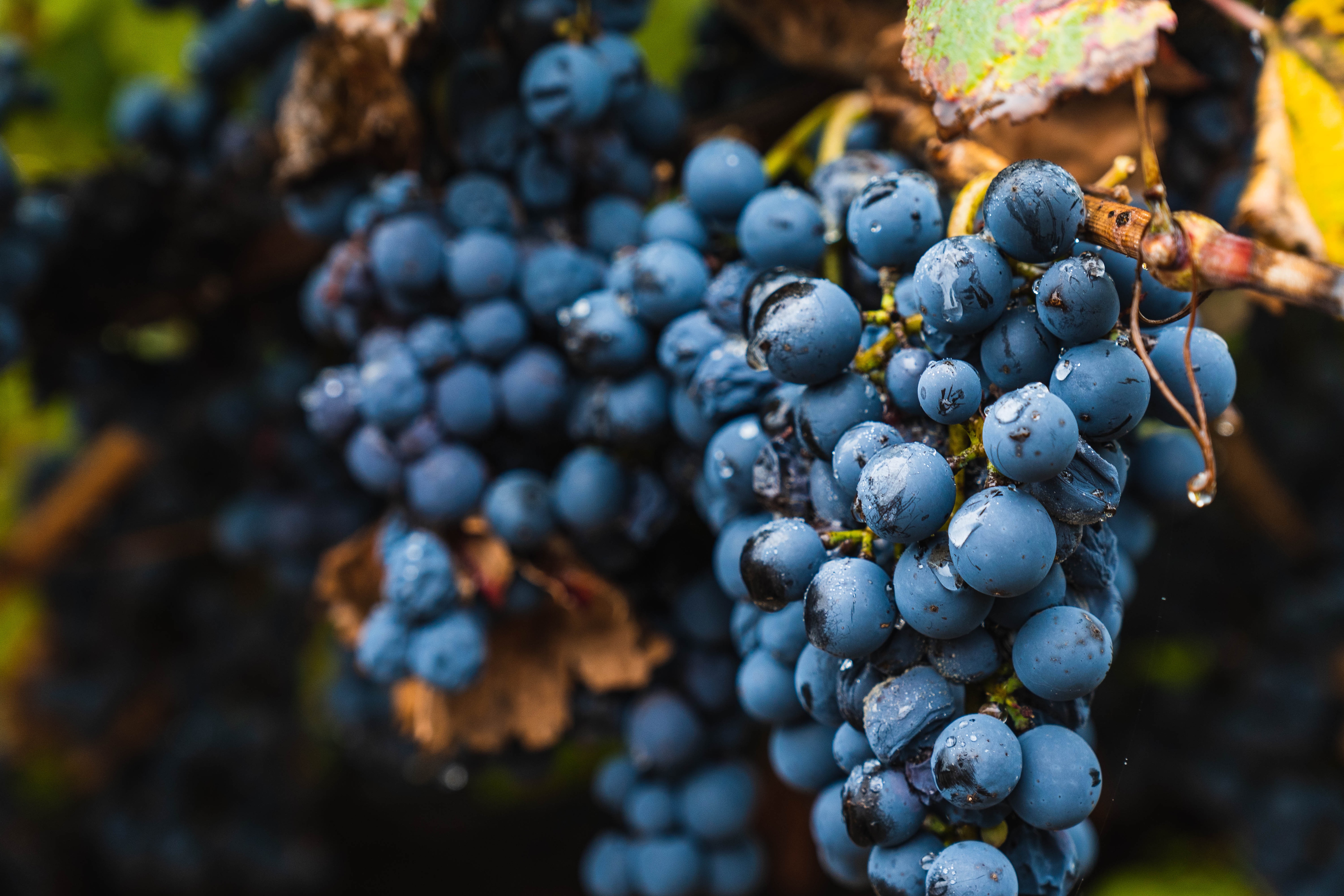 Reife dunkelblaue Malbec-Trauben hängen an einer Weinrebe im Weinberg und sind kurz vor der Weinlese zu sehen.