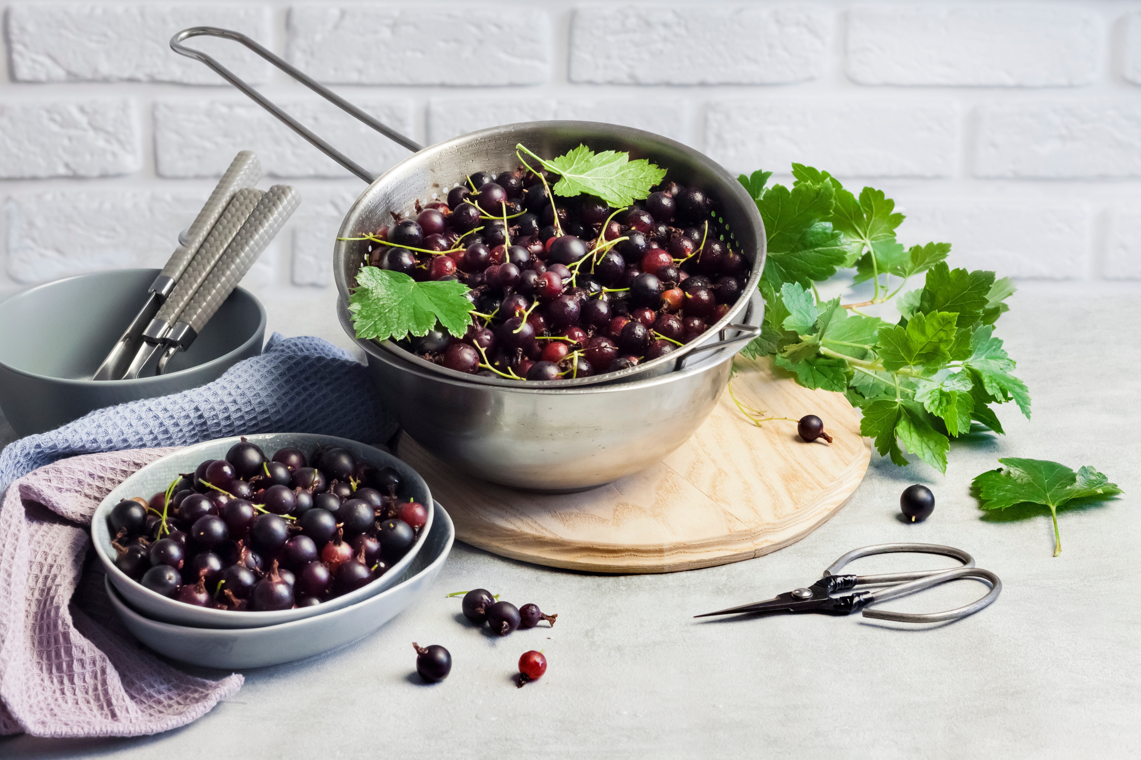 Frische Jostabeeren in einem Metallsieb und einer Schale auf einem Küchentisch, umgeben von grünen Jostabeerblättern, Küchenutensilien und einer Schere.