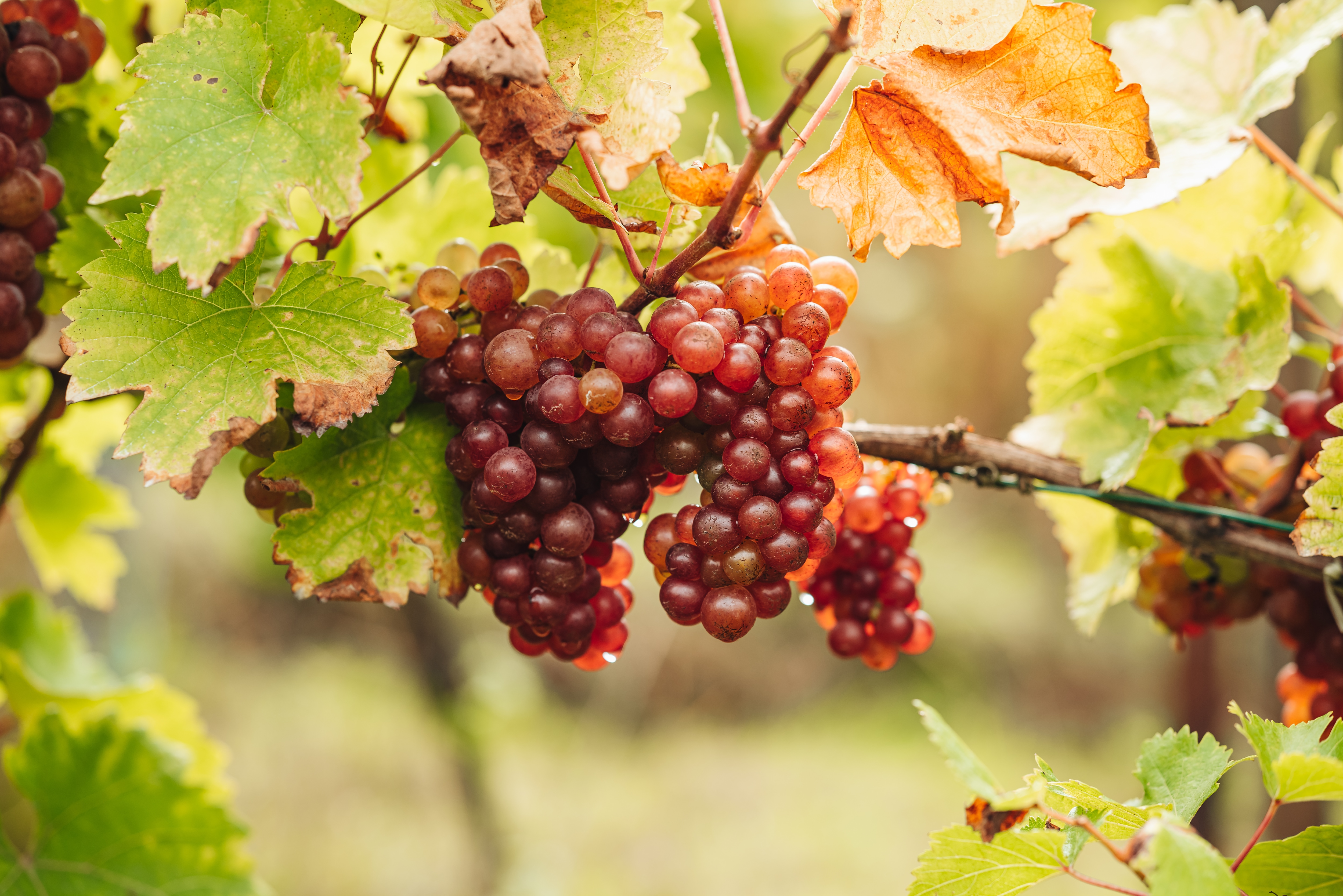 Reife Elbling-Weintrauben hängen an einer Rebe im Weinberg zwischen grün-gelben Weinblättern.