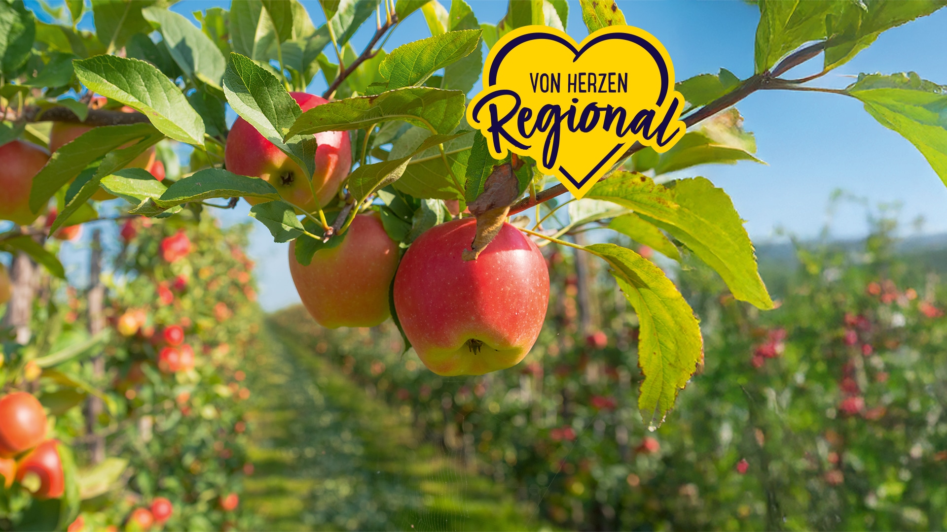 Reife rote Äpfel hängen an einem Apfelbaum in einer Obstplantage; rechts oben das Logo „Von Herzen Regional“.