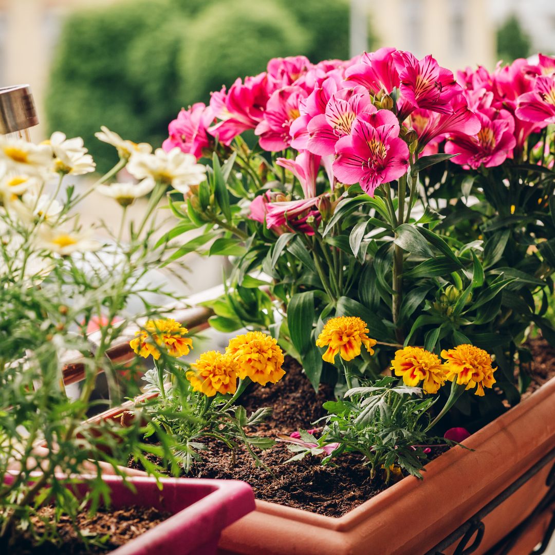Bunter Blumenkasten auf dem Balkon.