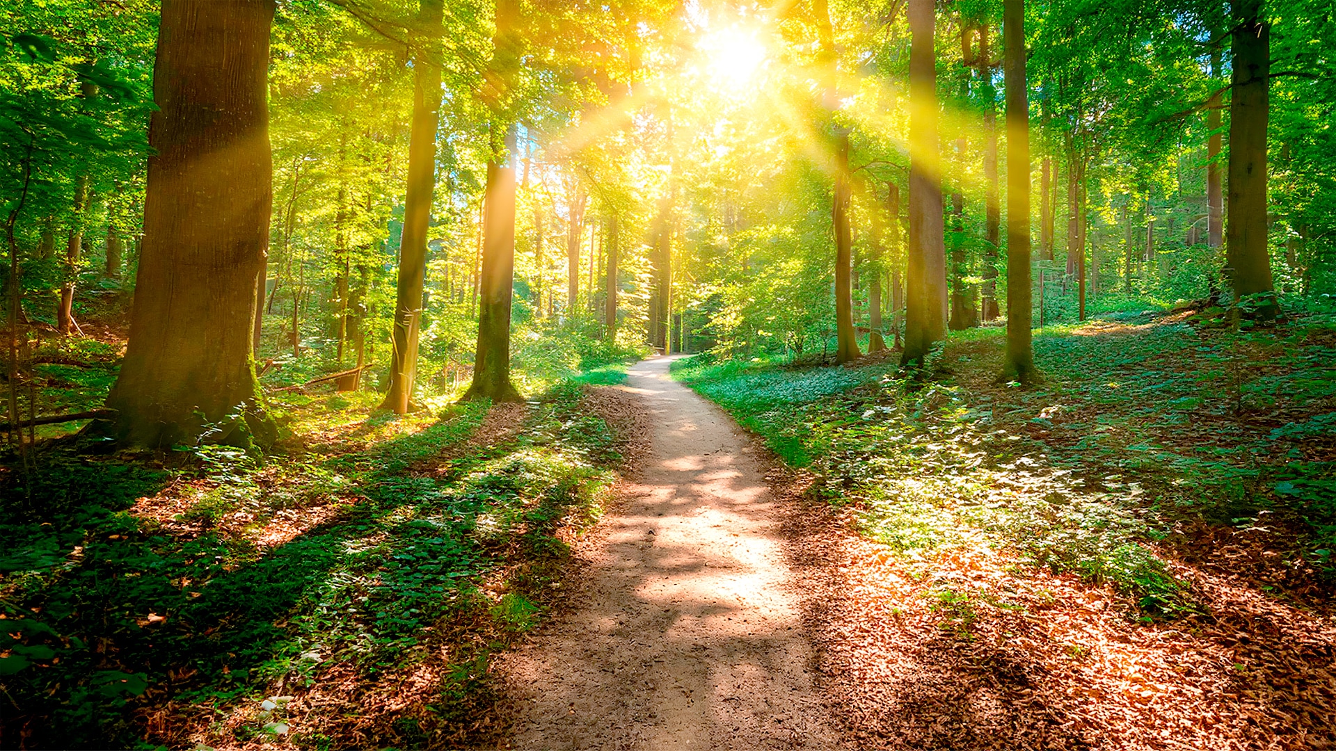 Ein Weg durch einem Laubwald mit grünen Bäumen