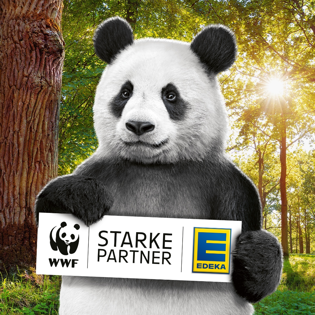 Panda im Wald hält ein Schild mit den Logos von WWF und EDEKA sowie der Aufschrift „Starke Partner“.