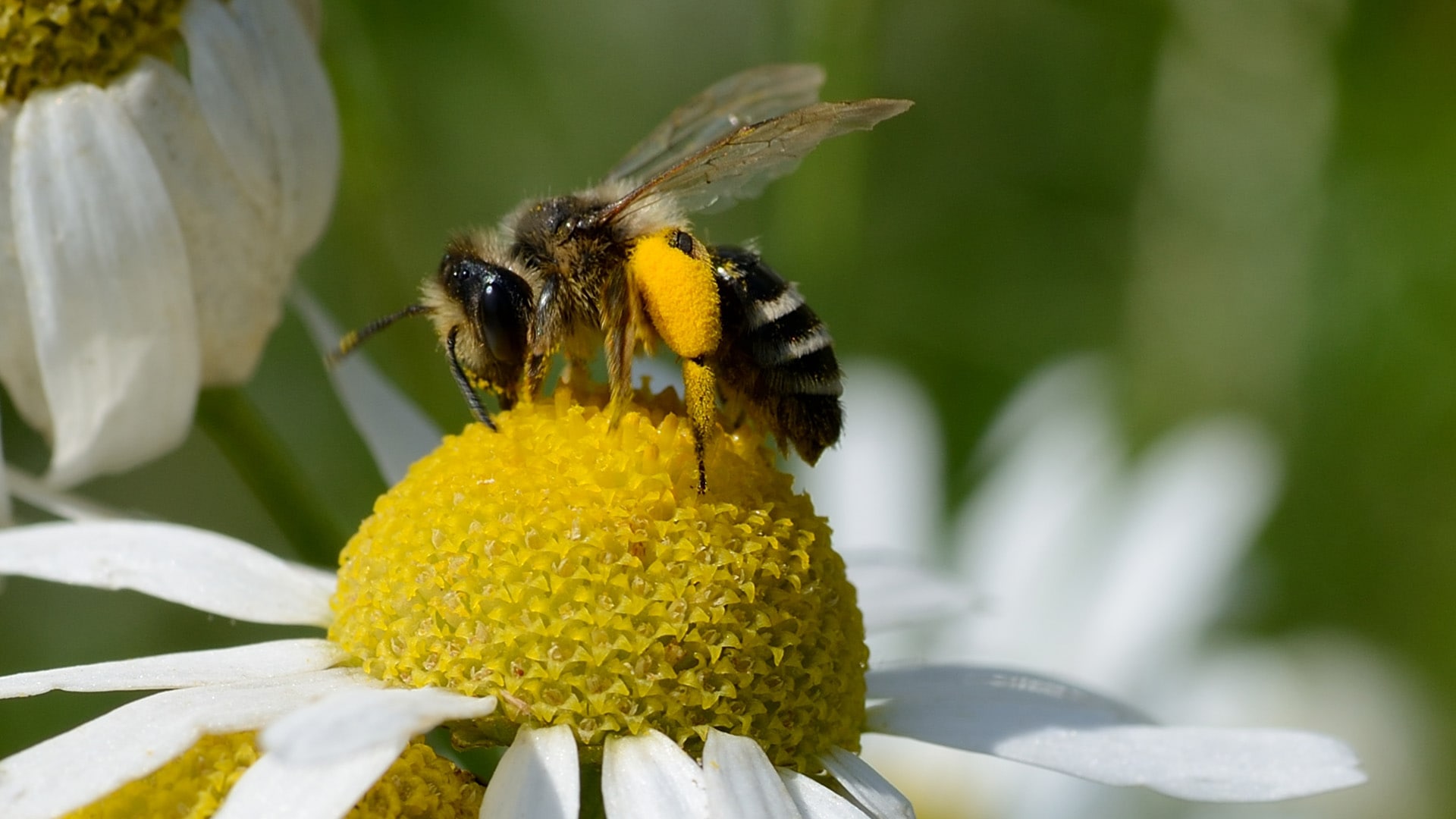 Nahaufnahme einer Biene, welche auf einer weißen Blume mit gelber Mitte Pollen sammelt