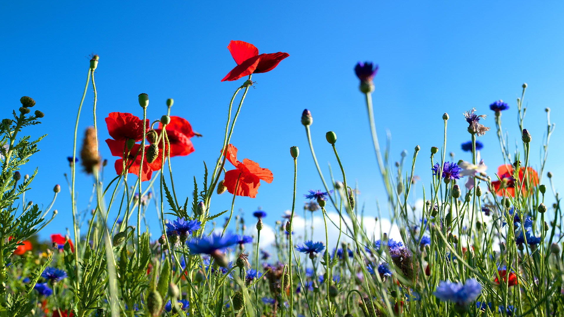 Nahaufnahme einer Wiese mit roten und lila Wildblumen