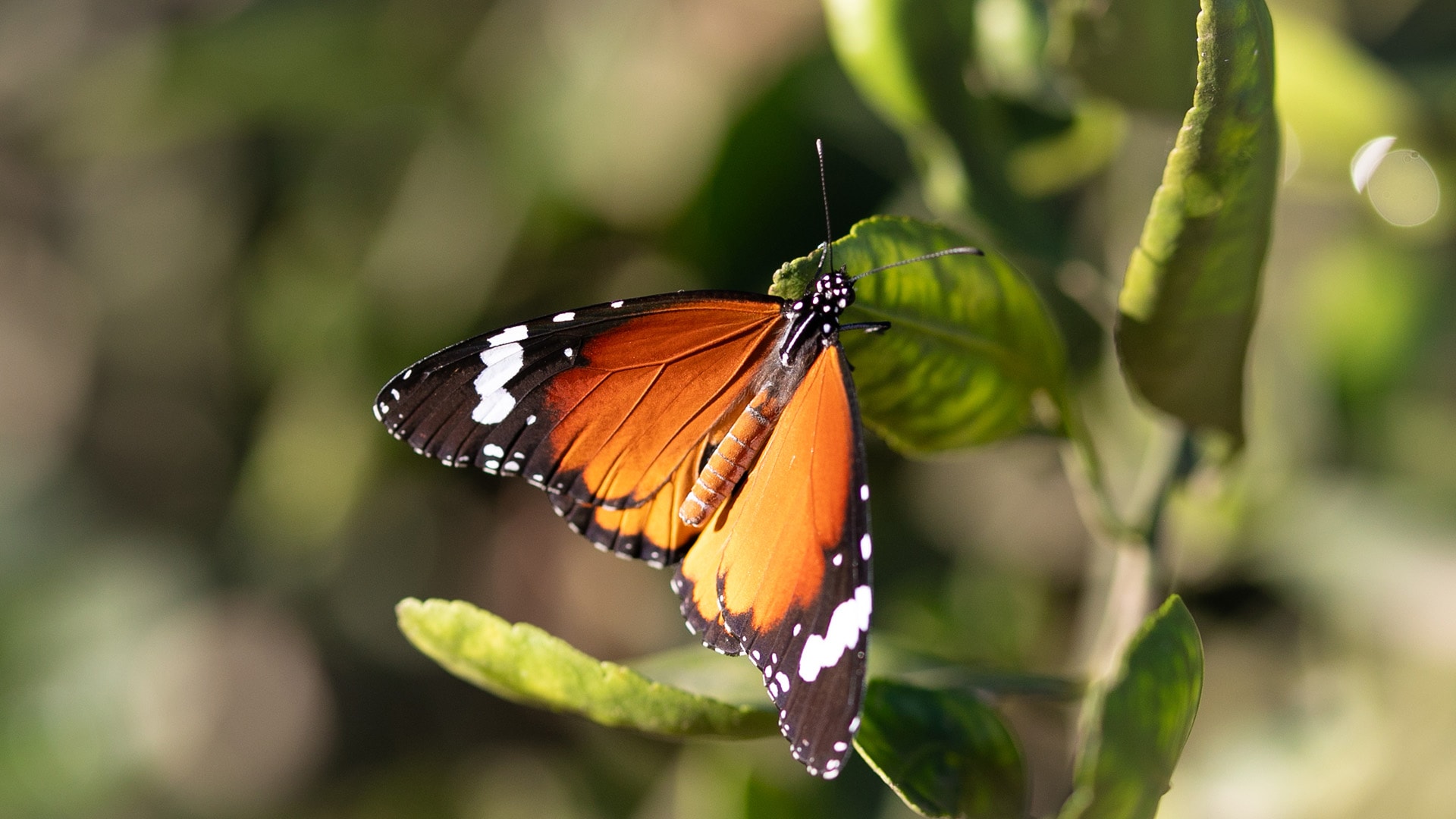 Ein orangefarbener Schmetterling mit schwarzen Rändern und weißen Flecken sitzt auf einem grünen Blatt.