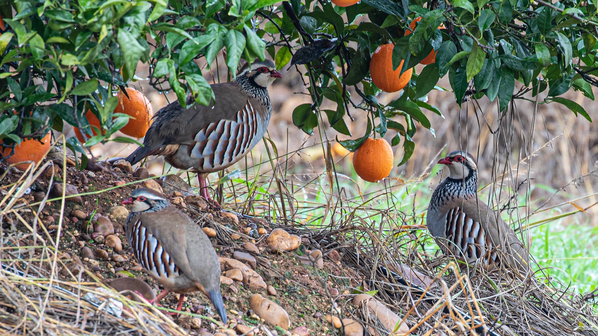 Drei Rebhühner stehen unter einem Zitrusbaum mit reifen Früchten.