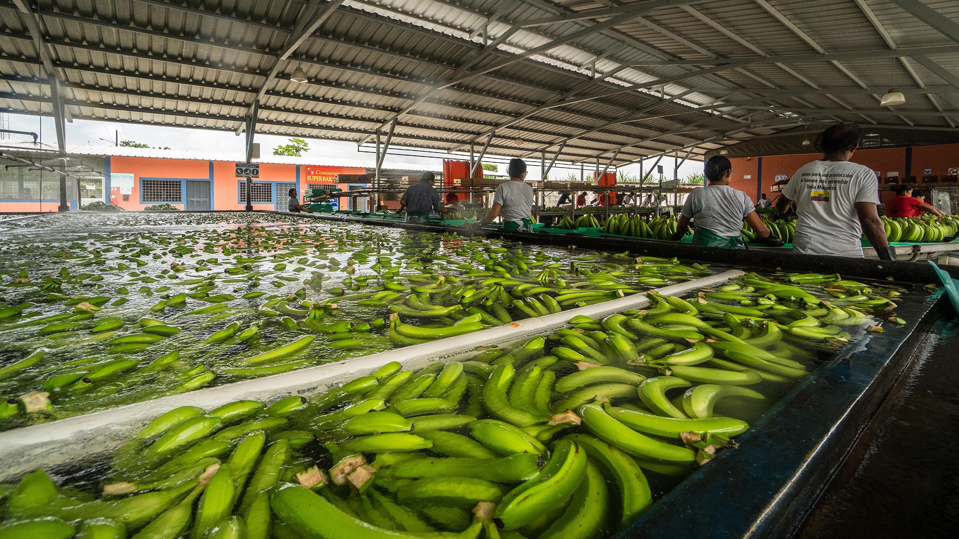 Ein Wasserbecken in einer Lagerhalle, das mit grünen Bananen gefüllt ist