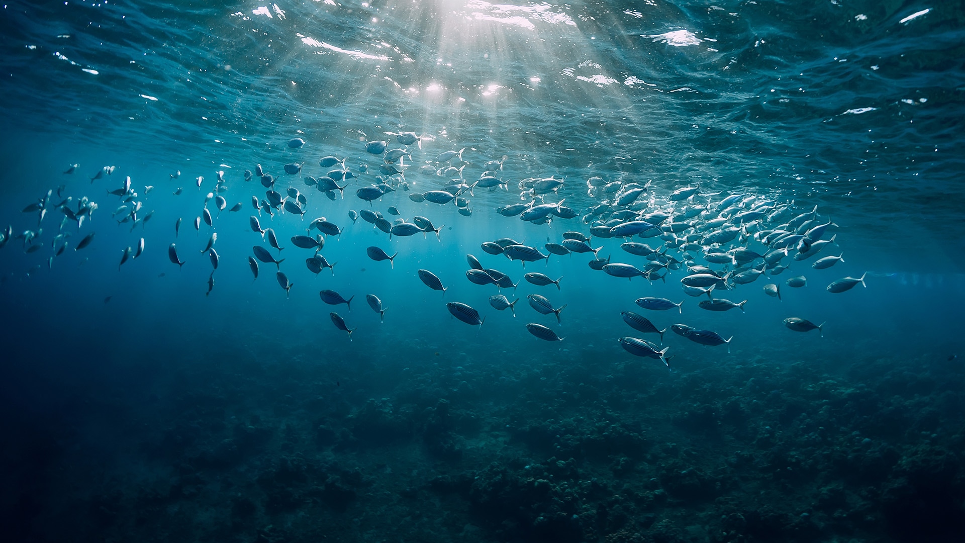 Ein Fischschwarm unter einer Wasseroberfläche