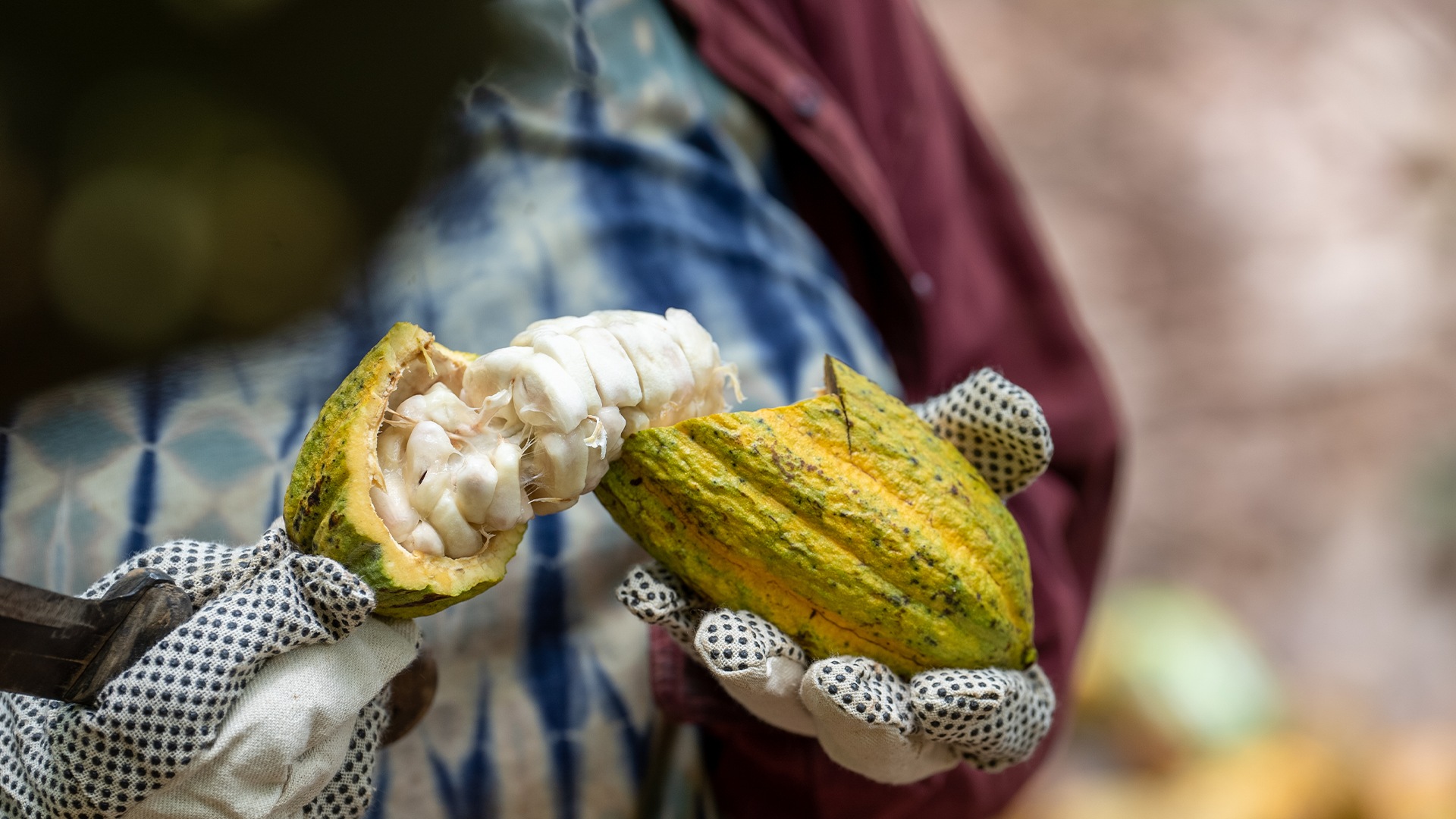 Eine aufgeschnittene Kakaofrucht, in den Händen von einem Farmer