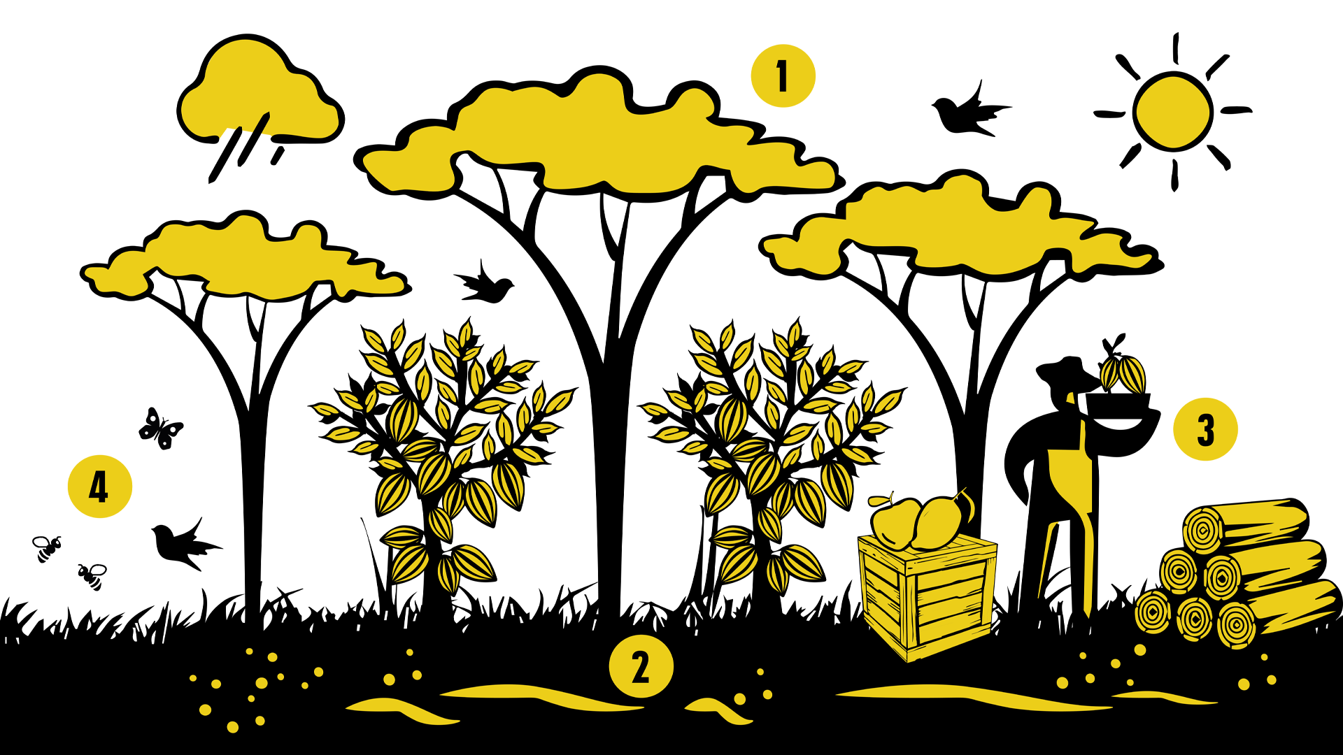 Eine Grafik mit 1.  Bäumen, 2.  Grünschnitt auf dem Boden, 3. Kakaobauer mit Holz & Früchten  und 4.  Insekten & Vögeln