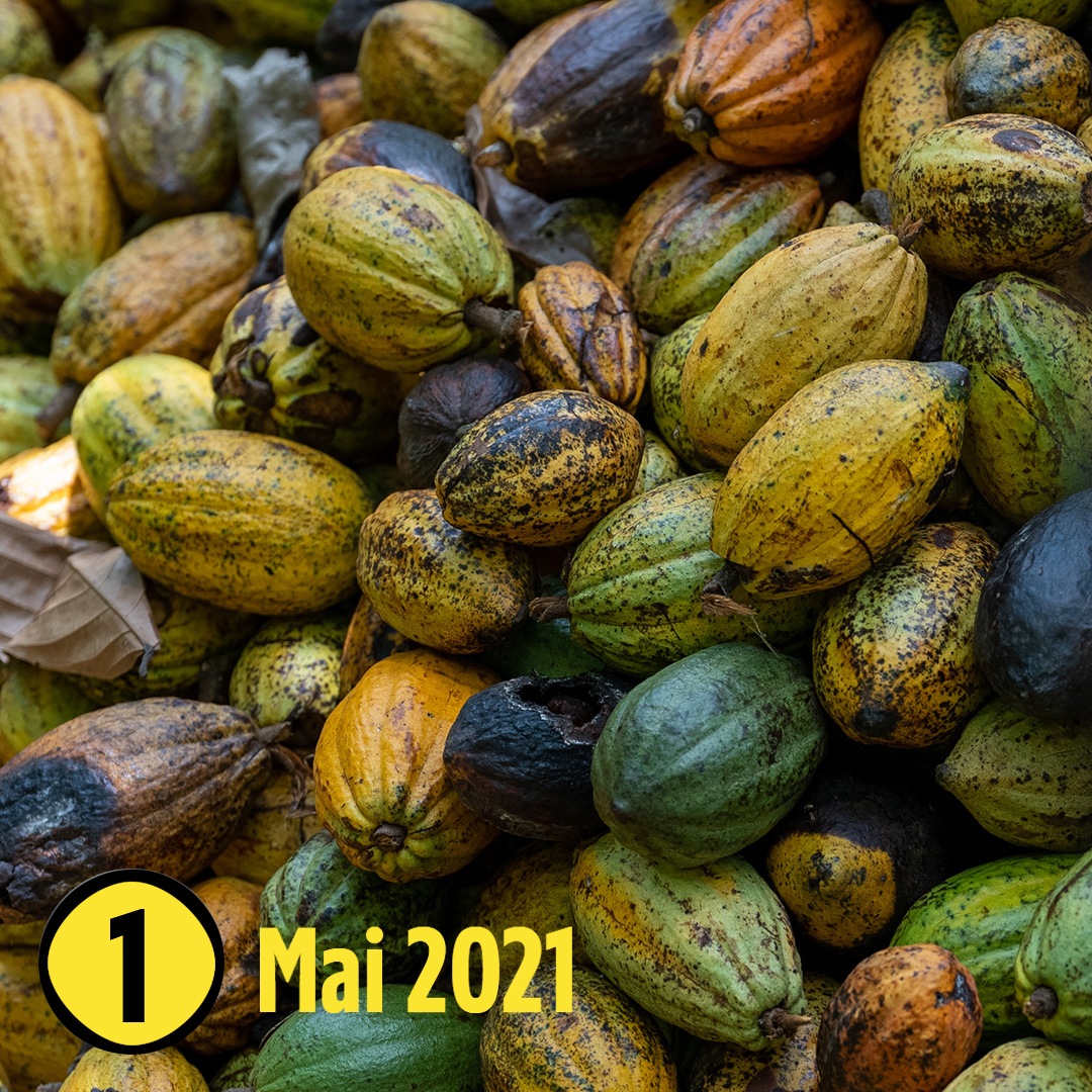 Ganz viele gelbe Kakaofrüchte