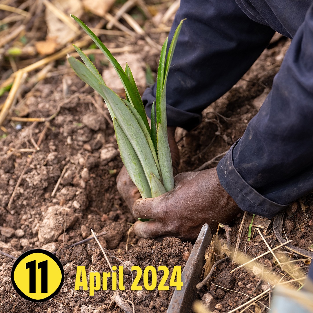 Zwei Hände pflanzen einen Setzling in die Erde