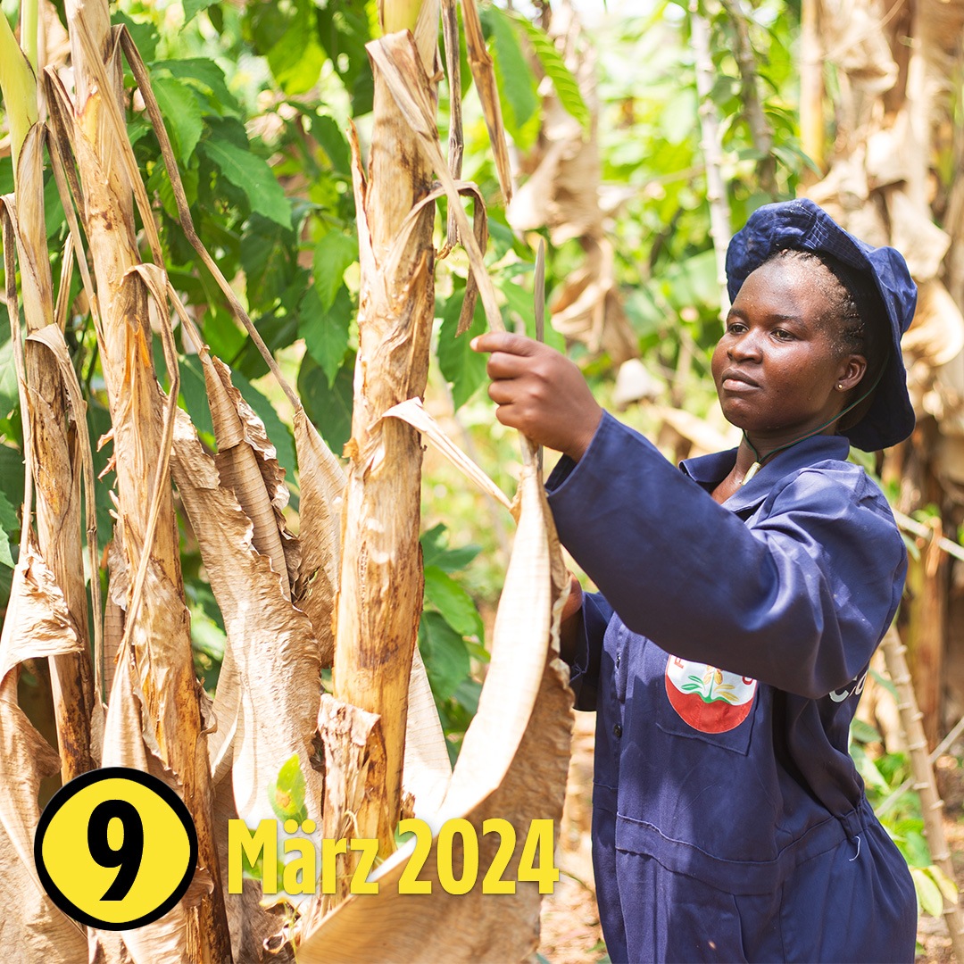 Eine Frau reißt vertrocknete Blätter von einem Stamm ab