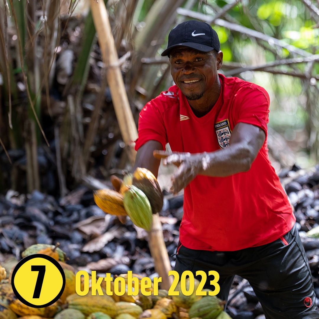 Ein Mann wirft drei Kakaofrüchte in einen Behälter