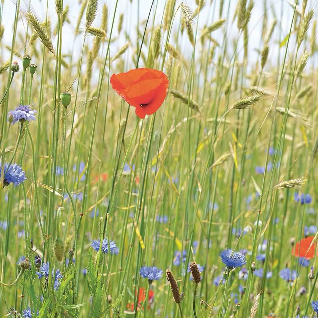 Eine Nahaufnahme einer Mohnblume inmitten eines Weizenfeldes
