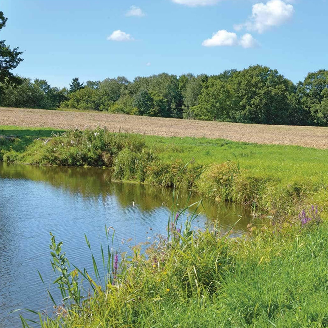 Ein See grenzt an eine grüne Wiese, dahinter ein Feld mit Wald