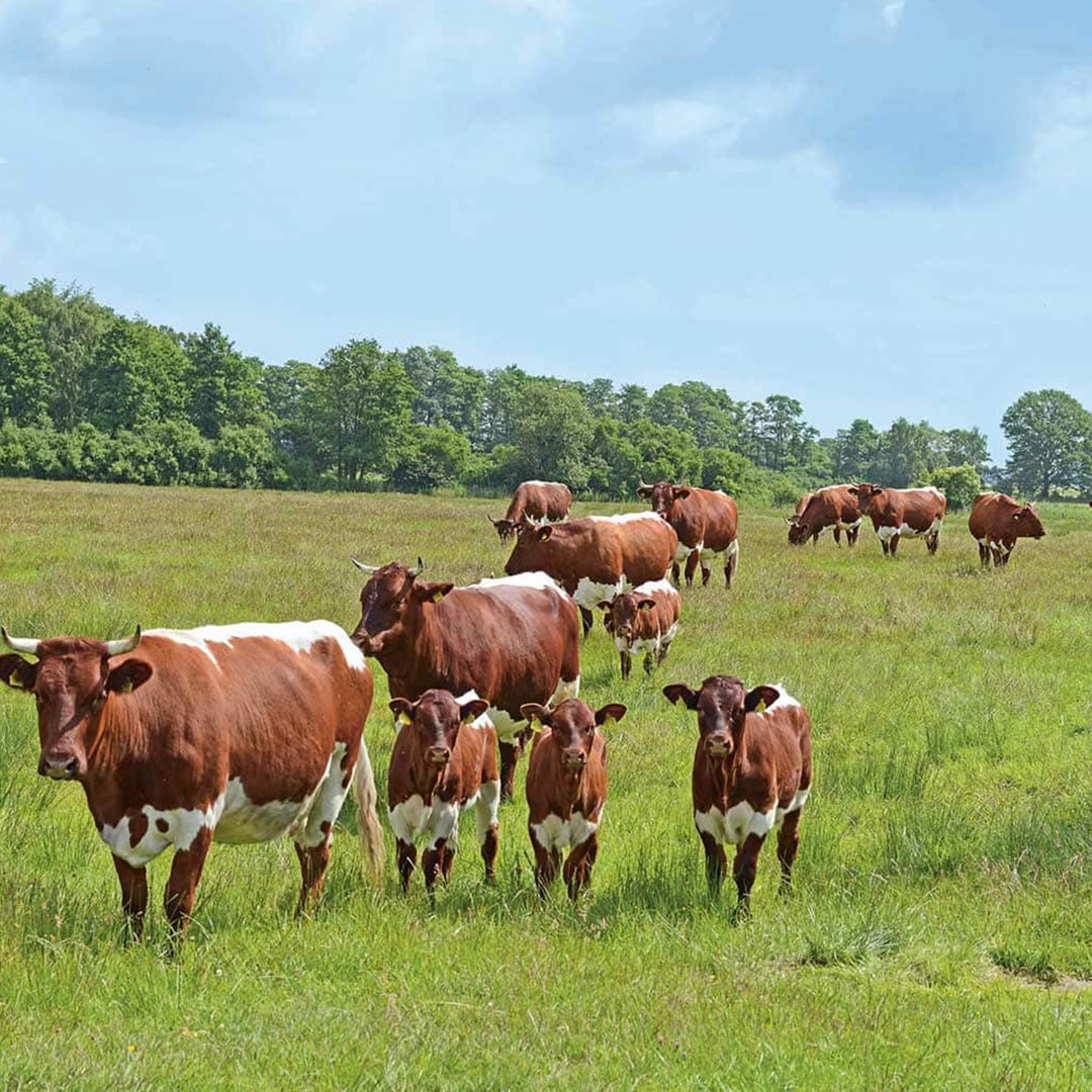 Mehrere braun-weiße Kühe auf einer grünen Wiese